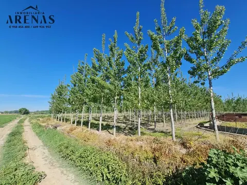 Finca en venta en Cijuela