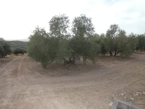 Finca en venta en Cogollos Vega
