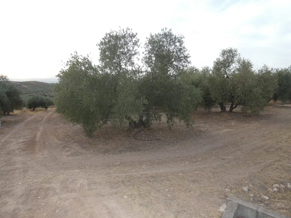 Finca en venta en Cogollos Vega — foto 1 de 4