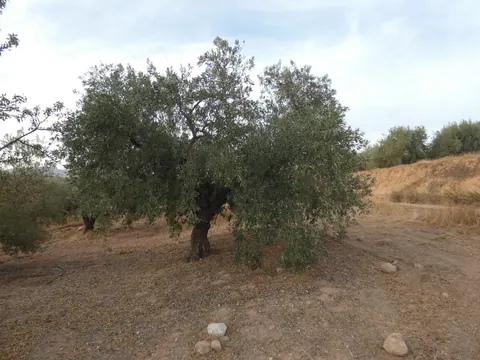 Finca en venta en Cogollos Vega — foto 2 de 4