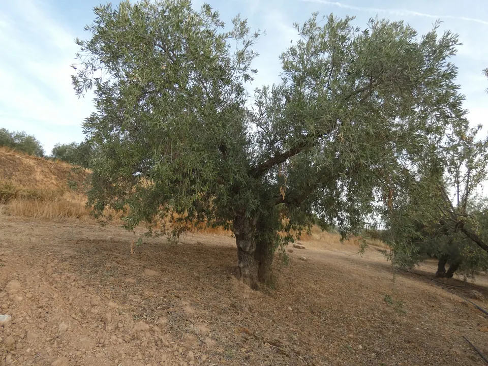 Finca en venta en Cogollos Vega — foto 3 de 4
