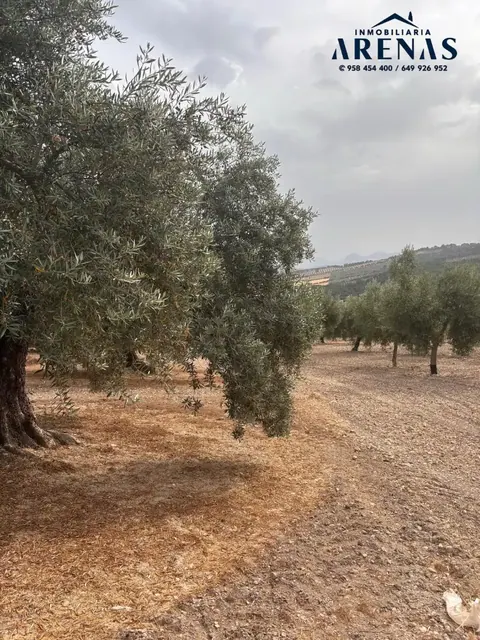 Finca en venta en Íllora