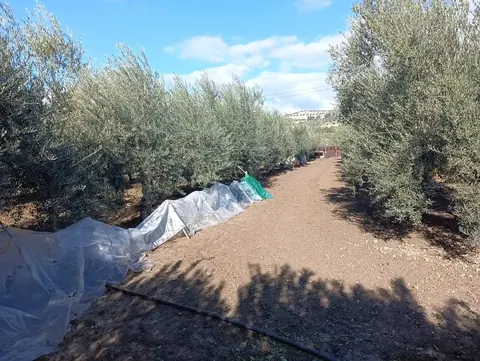 Finca en venta en Pinos Puente — foto 4 de 24